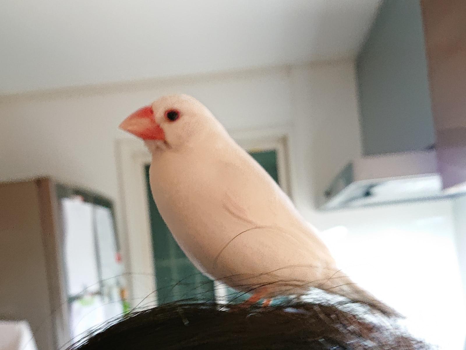 こめちゃん こめちゃん