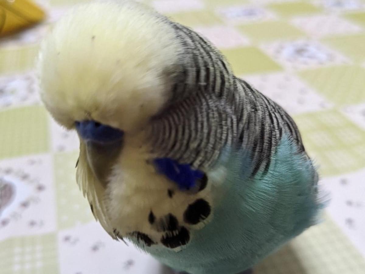 ポンちゃん ポンちゃん