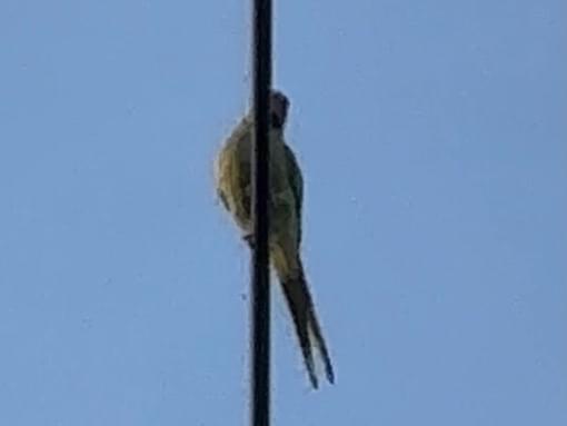 目撃された鳥