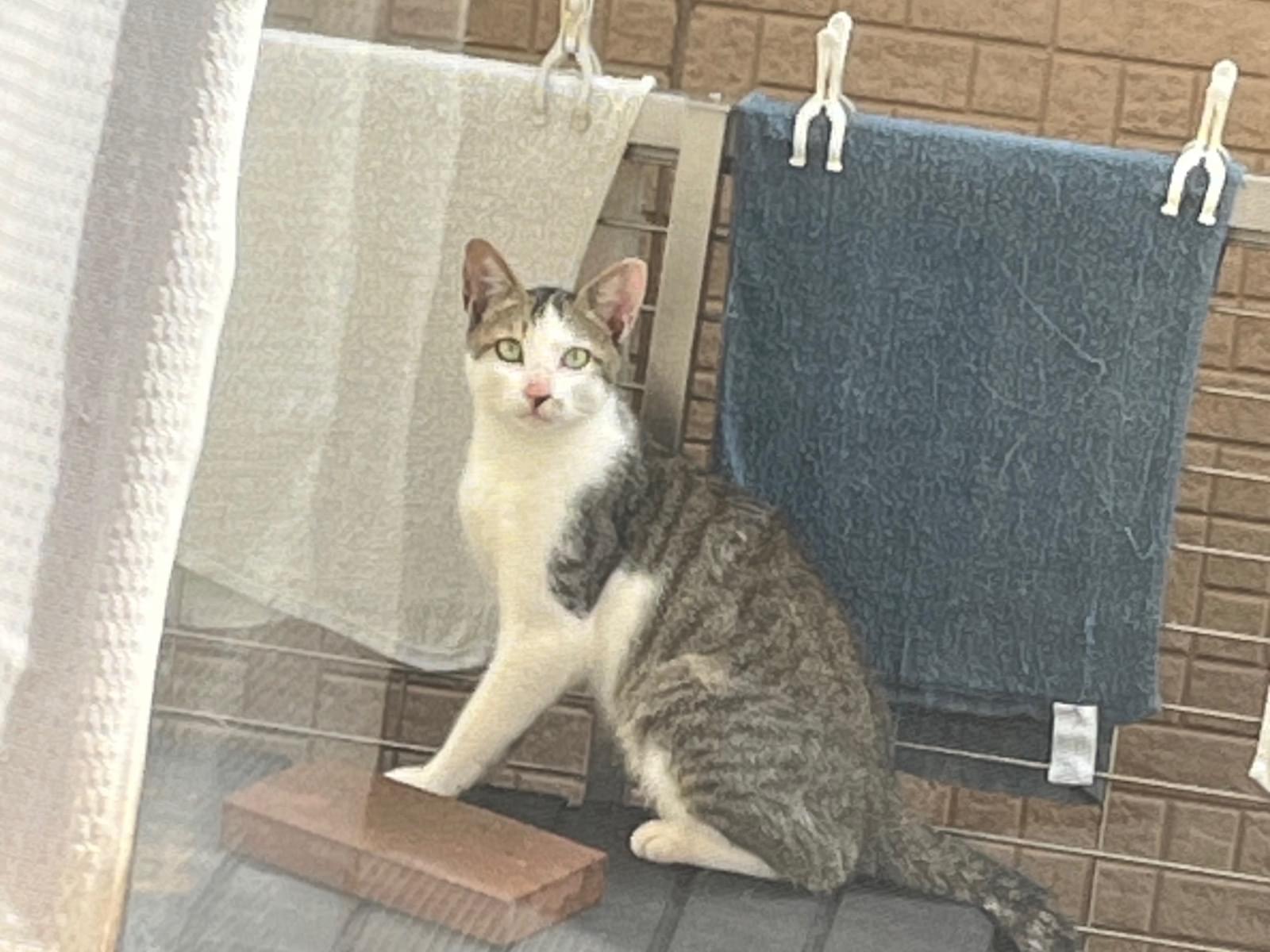 目撃された猫 目撃された猫