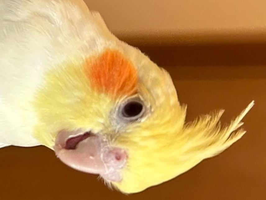 ステラちゃん ステラちゃん