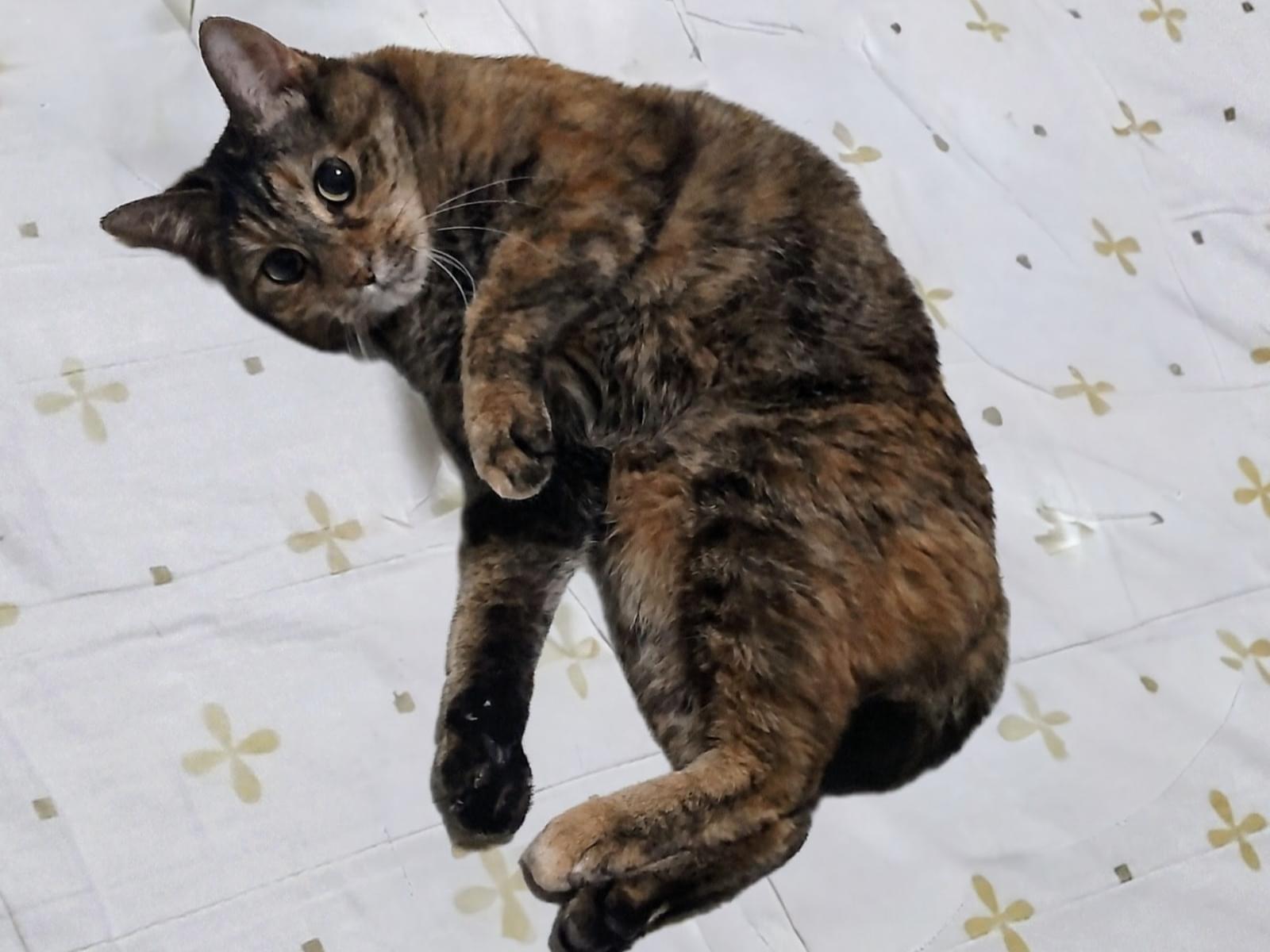 みかちゃん みかちゃん