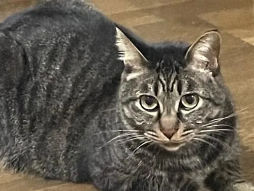 猫　優しいキジトラちゃん　額付　53cm×41cm 素敵な額入り】 猫 優しいキジトラちゃん 53cm×41cm - メルカリ