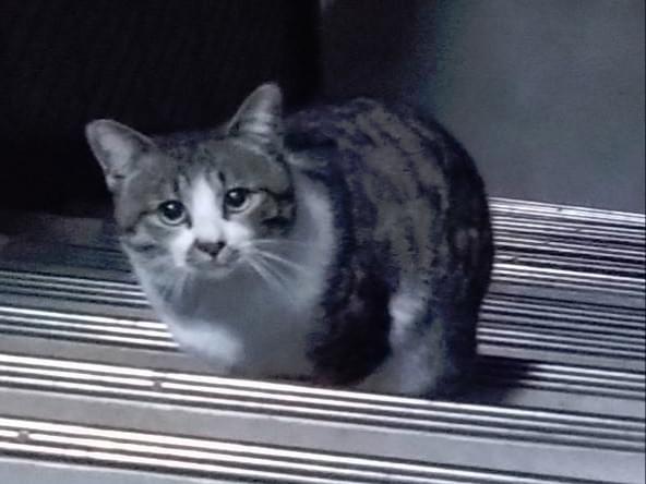 目撃された猫 目撃された猫