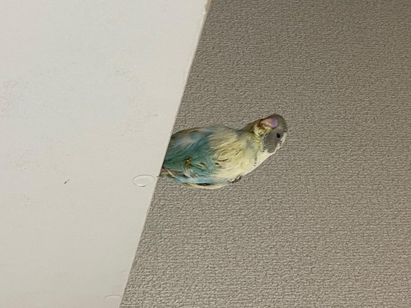 ぴーすけちゃん ぴーすけちゃん
