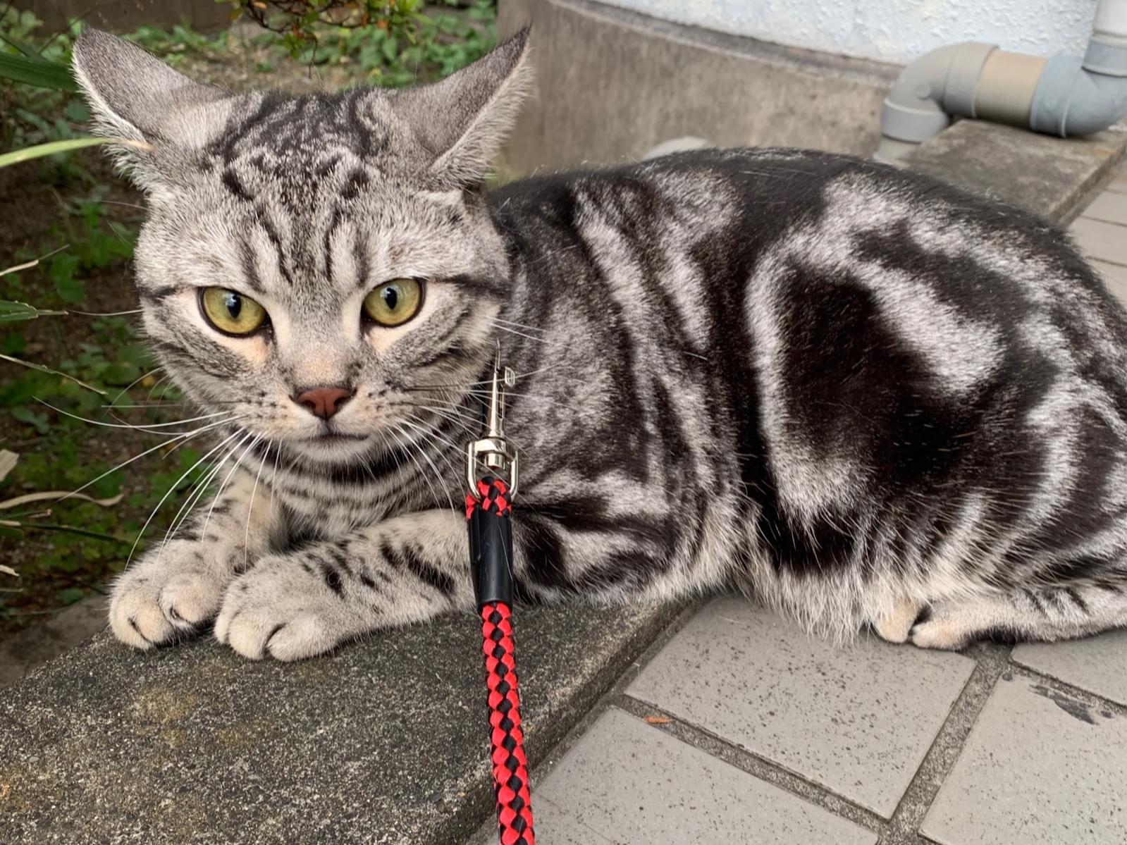 保護された猫 保護された猫