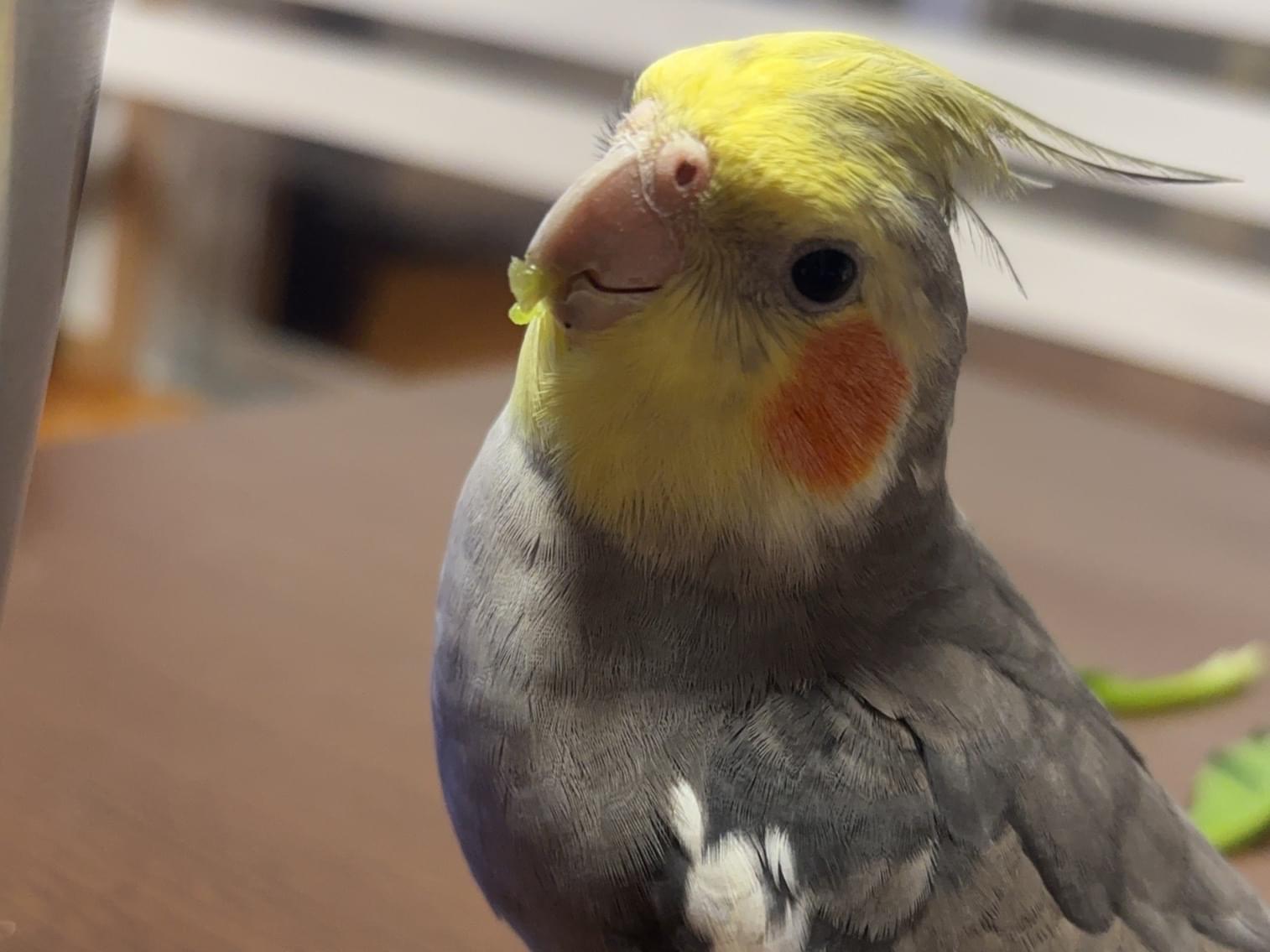 トトカナ