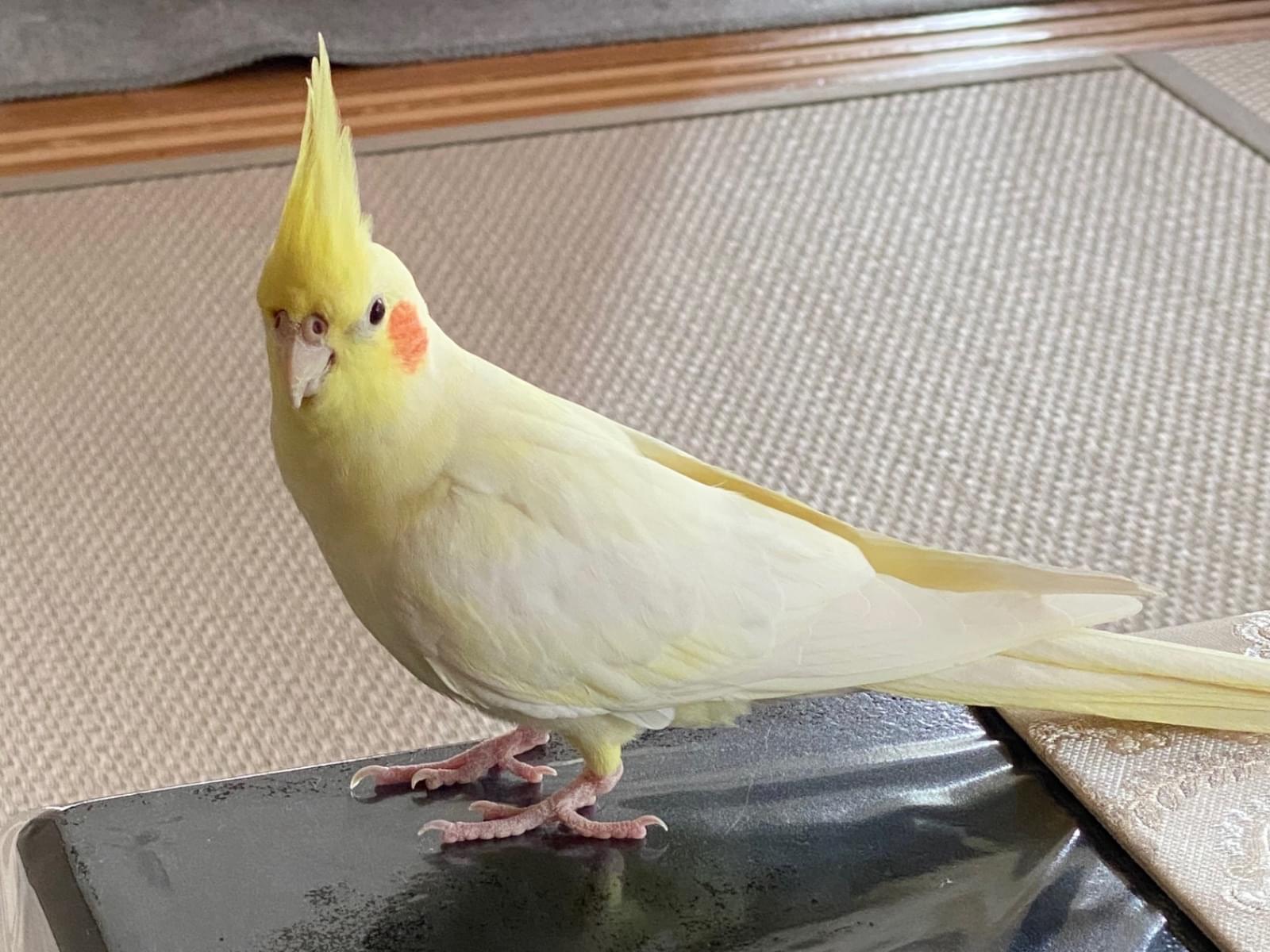 チャコちゃん チャコちゃん