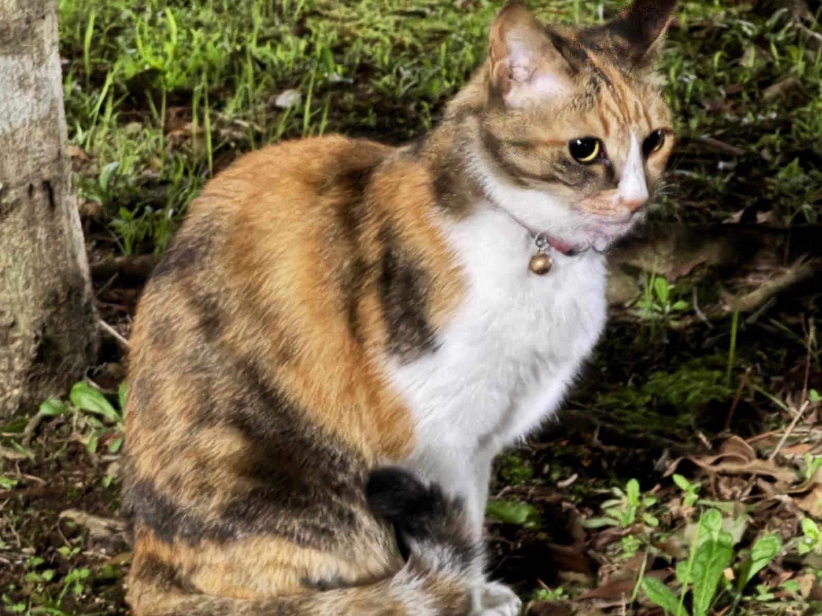 目撃された猫 目撃された猫