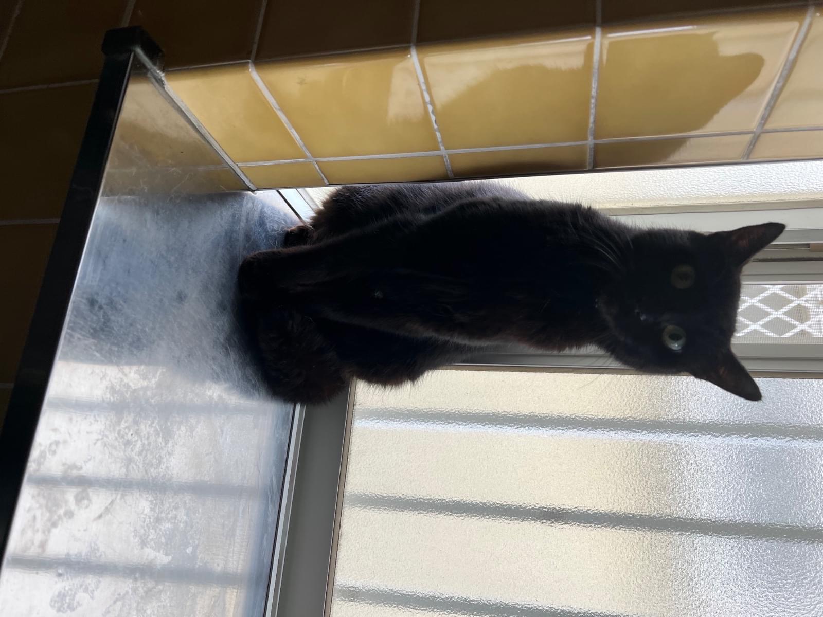保護された猫 保護された猫