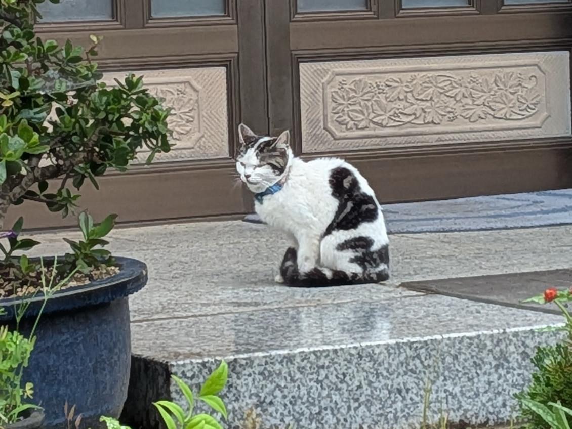 目撃された猫