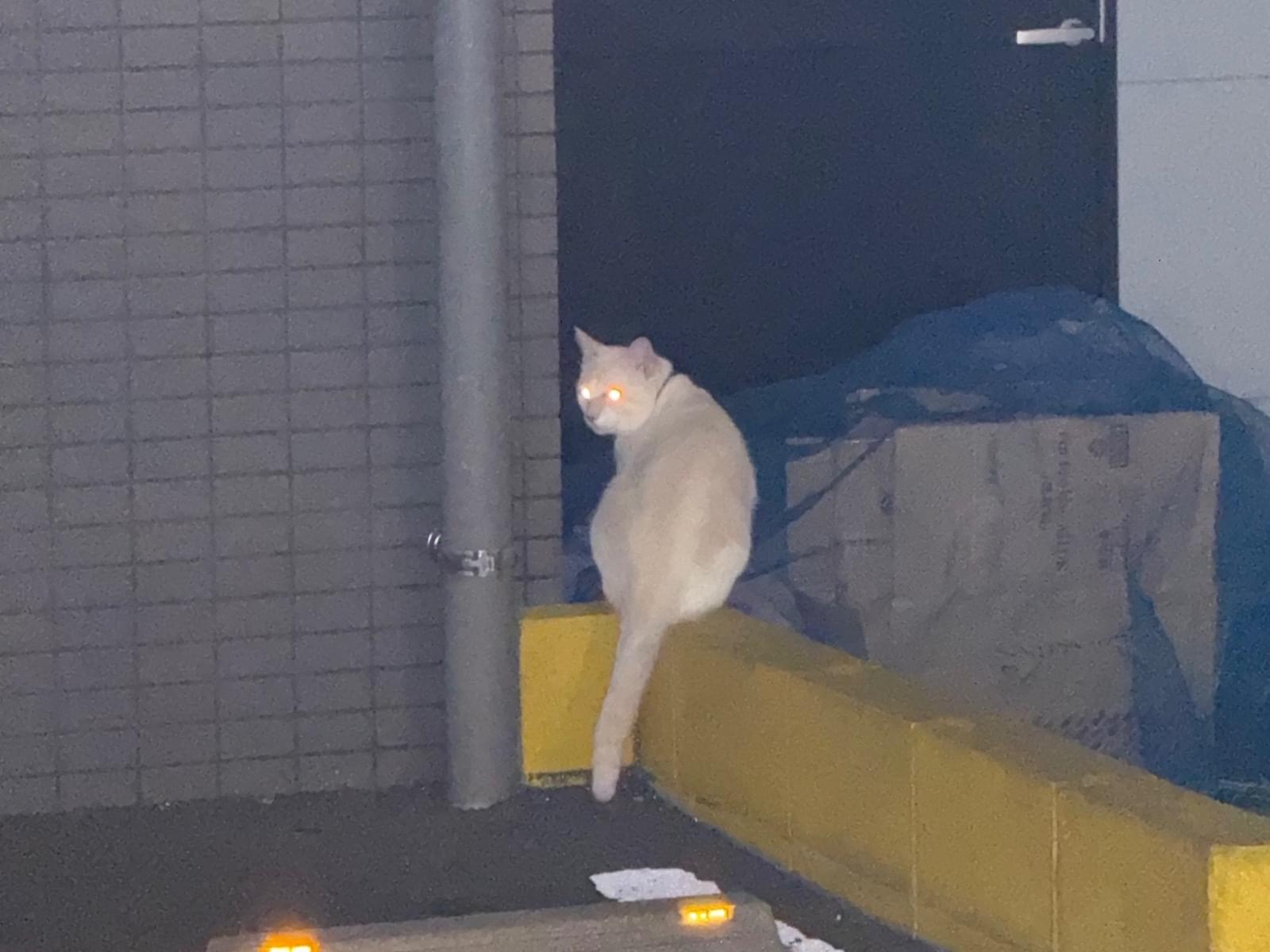 目撃された猫 目撃された猫