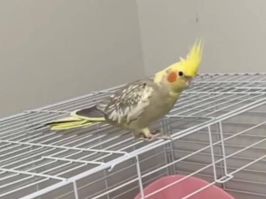 クゥちゃん クゥちゃん