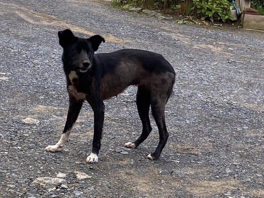 保護された犬 保護された犬