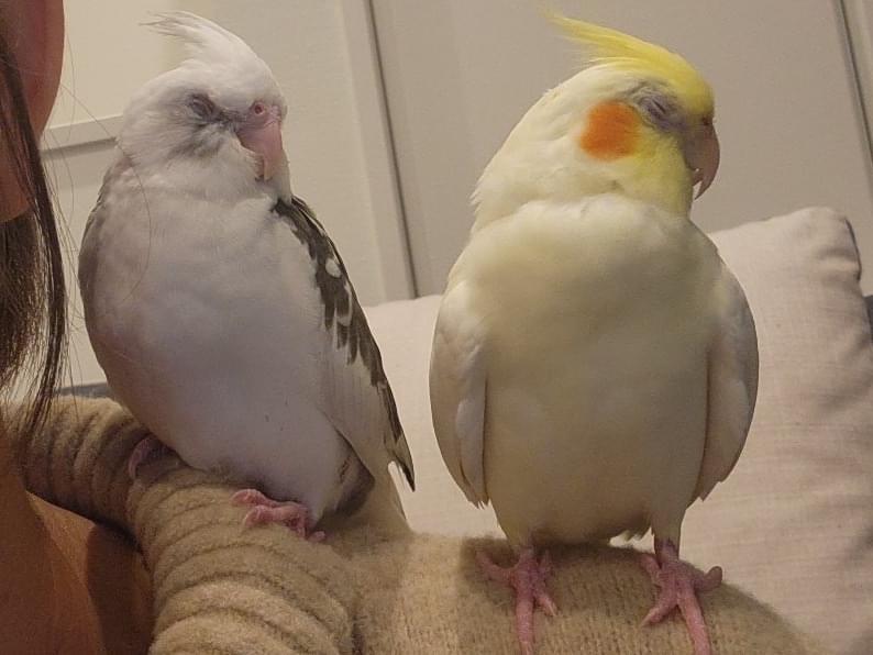 ぶっちょちゃん ぶっちょちゃん
