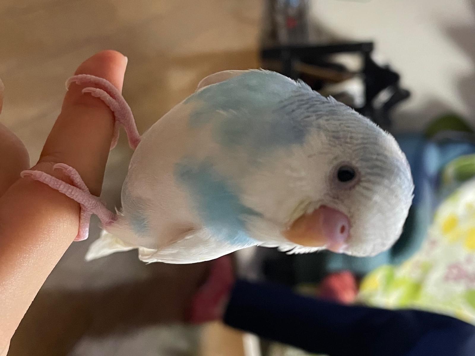 あおちゃん あおちゃん