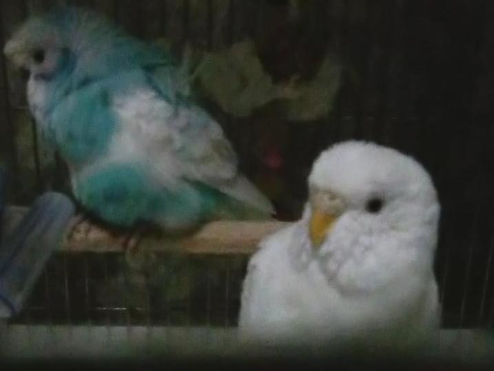 クルミとマリちゃん クルミとマリちゃん