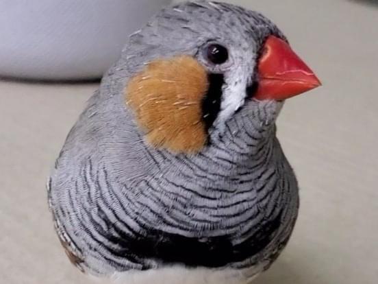 なつめちゃん なつめちゃん