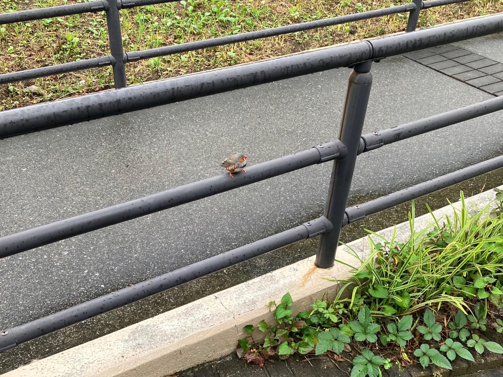 目撃された鳥