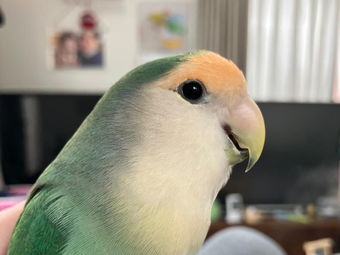 さくらちゃん さくらちゃん