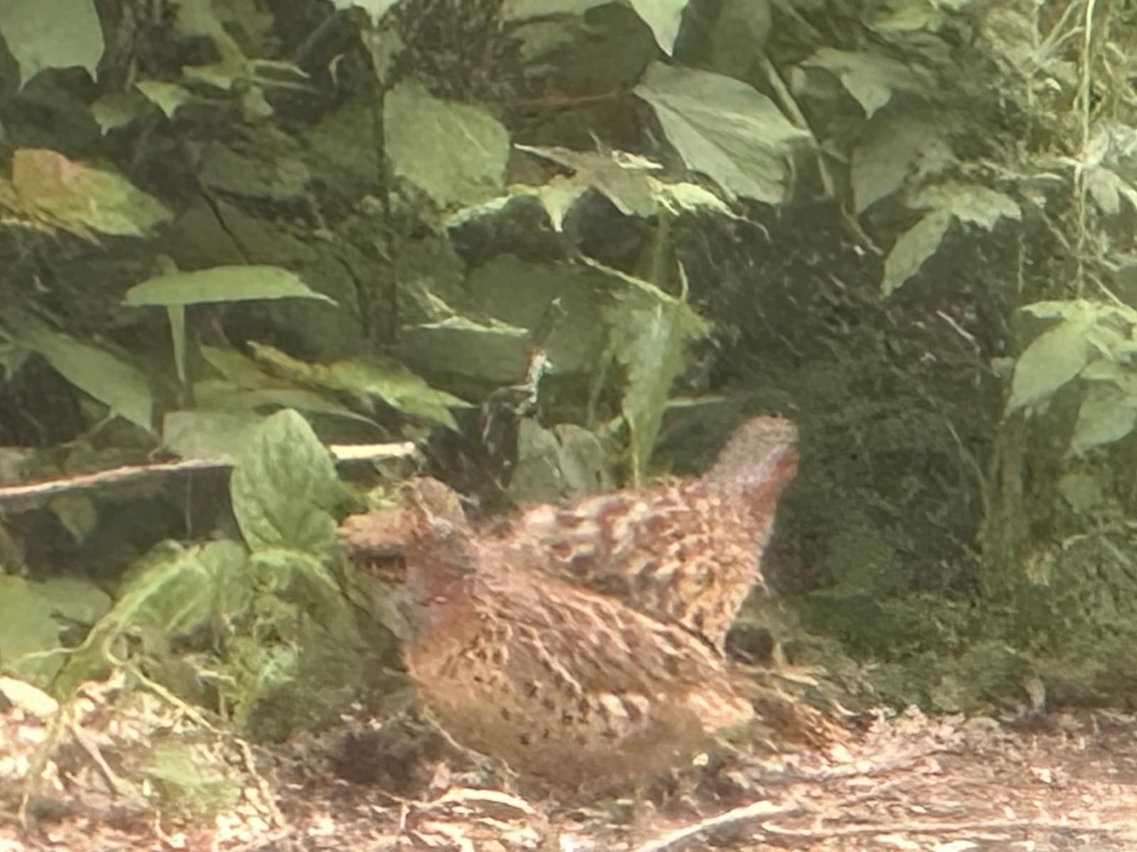 目撃された鳥