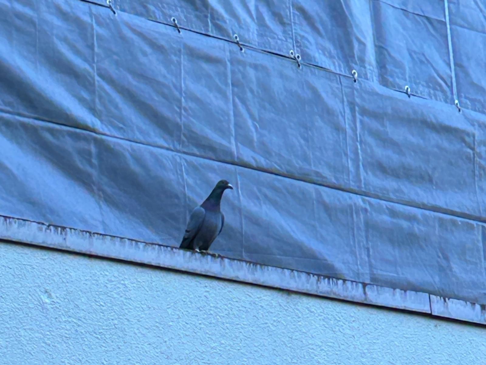 目撃された鳥 目撃された鳥