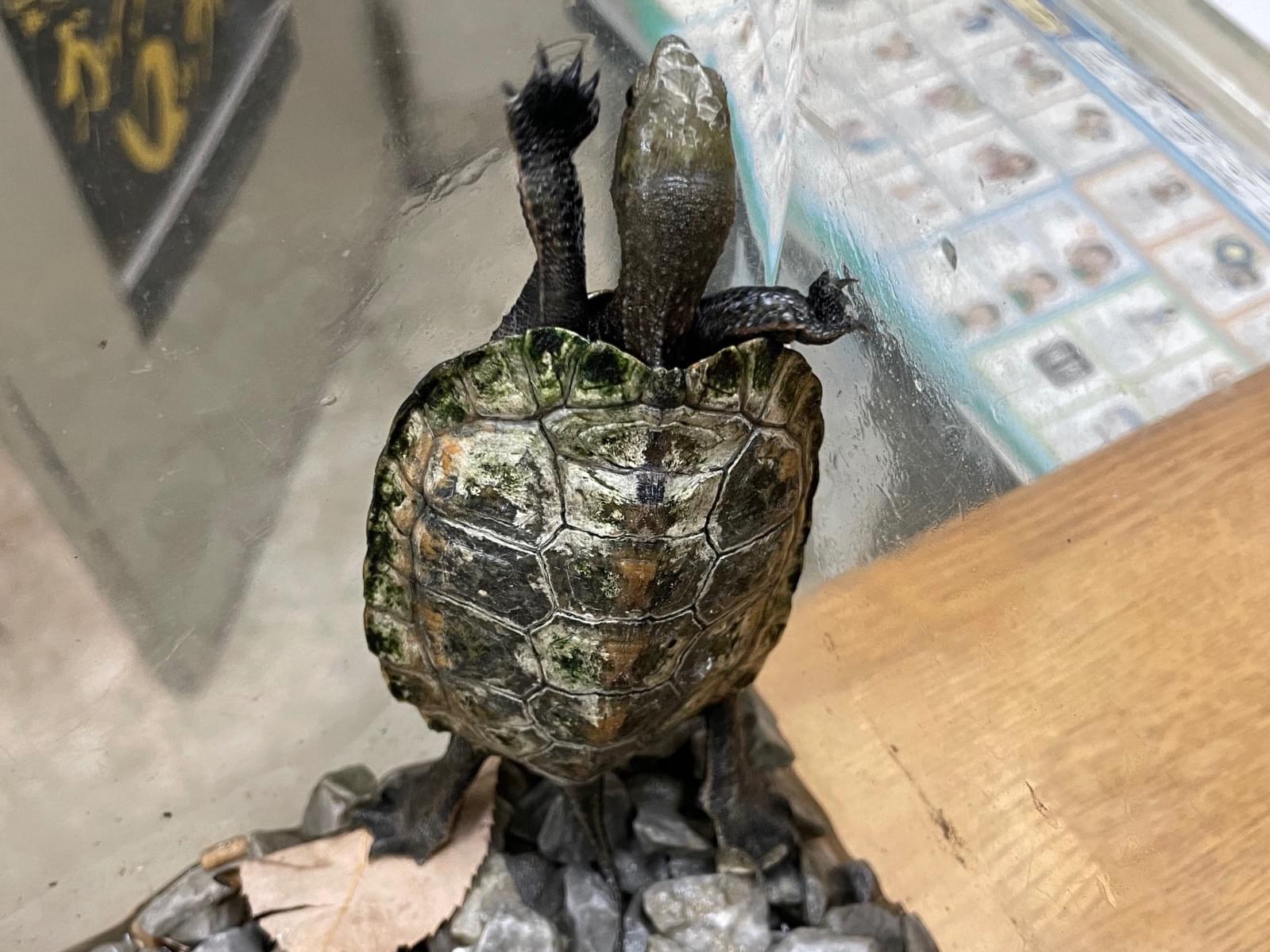 保護されたペット 保護されたペット