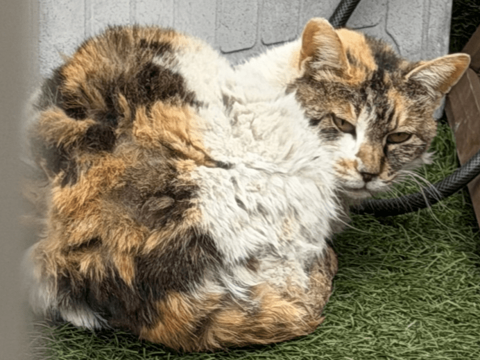 保護された猫