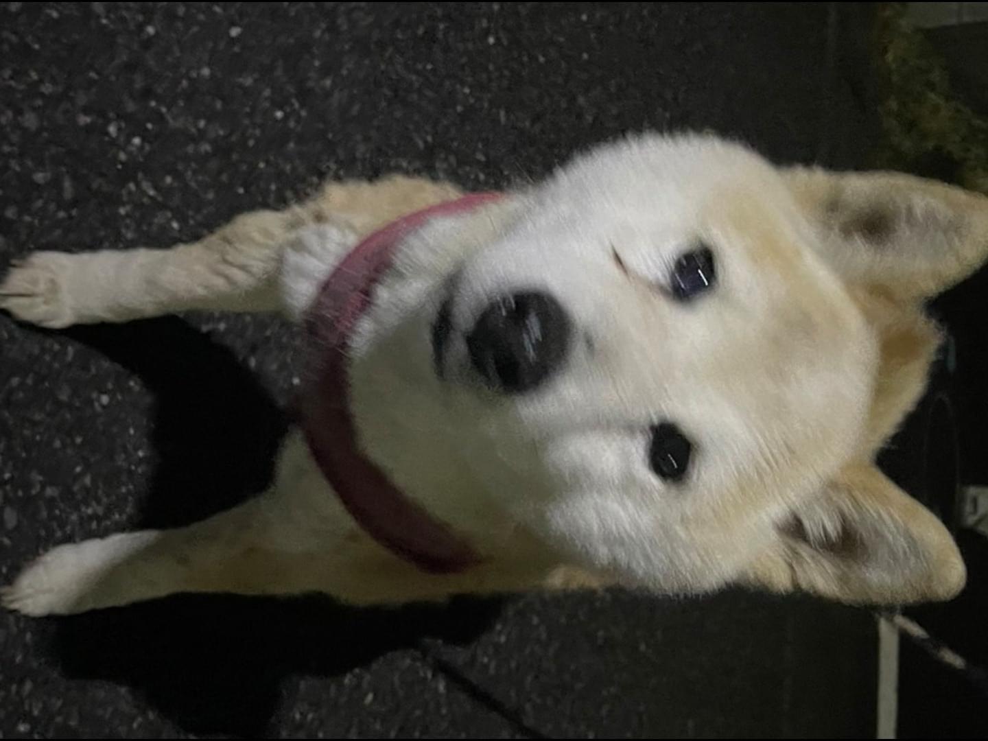 保護された犬 保護された犬
