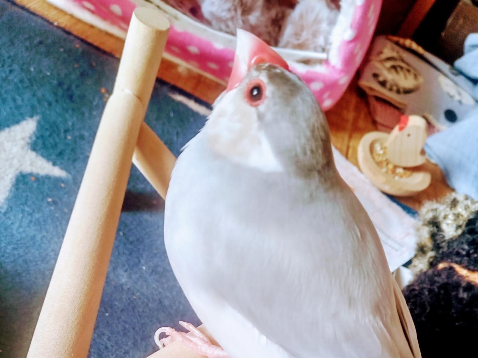 あずきちゃん あずきちゃん