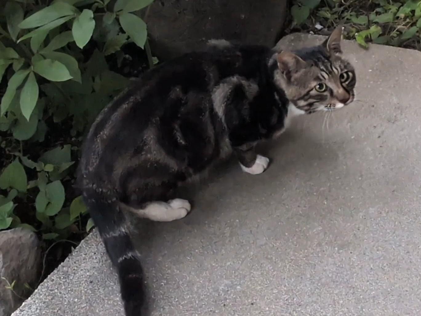目撃された猫