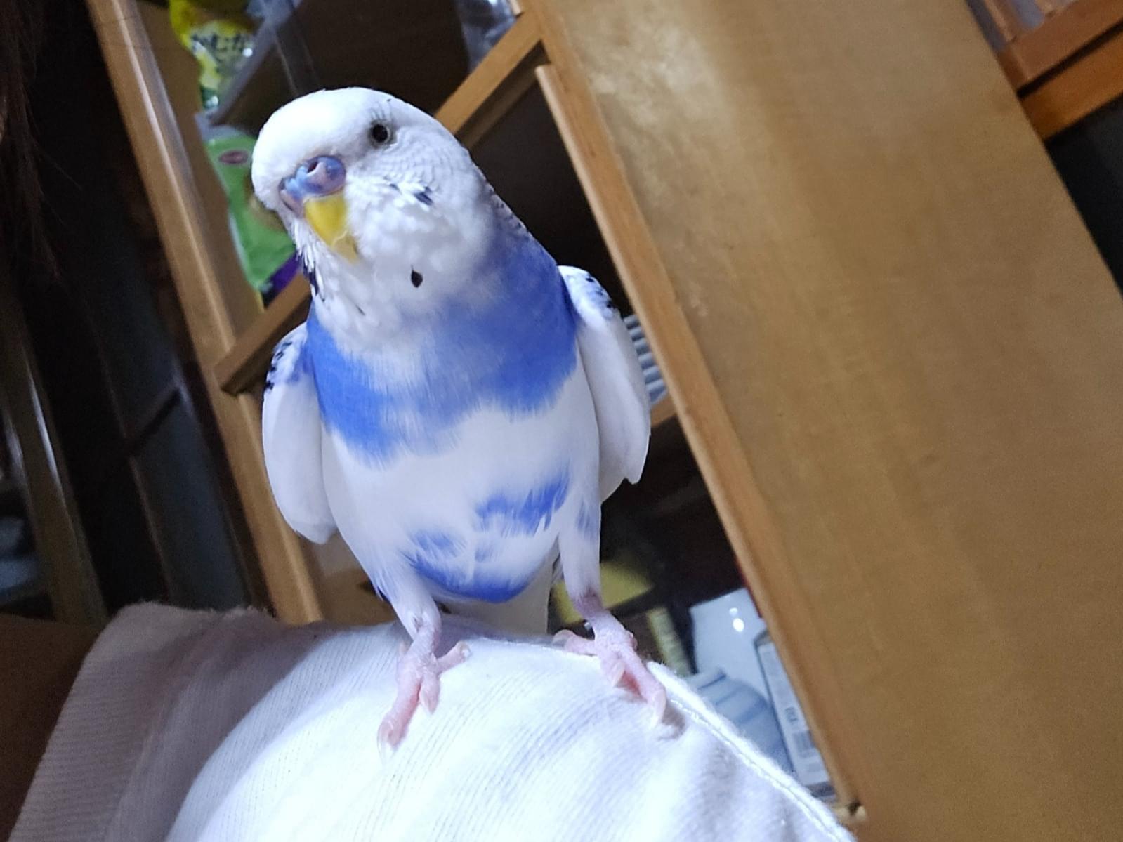 保護された鳥 保護された鳥