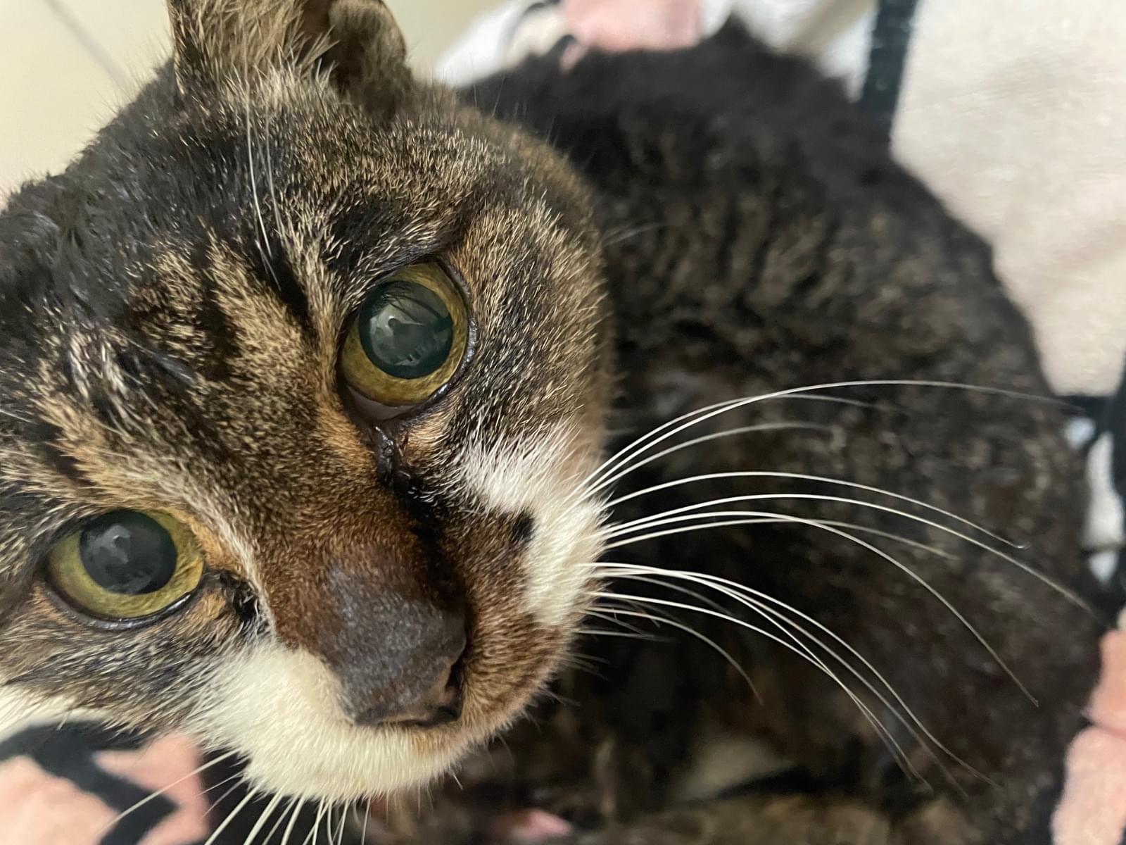 保護された猫 保護された猫