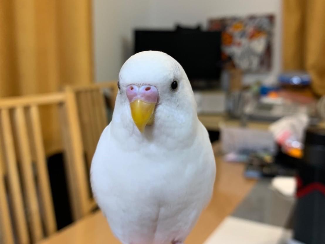 むぎたんちゃん むぎたんちゃん