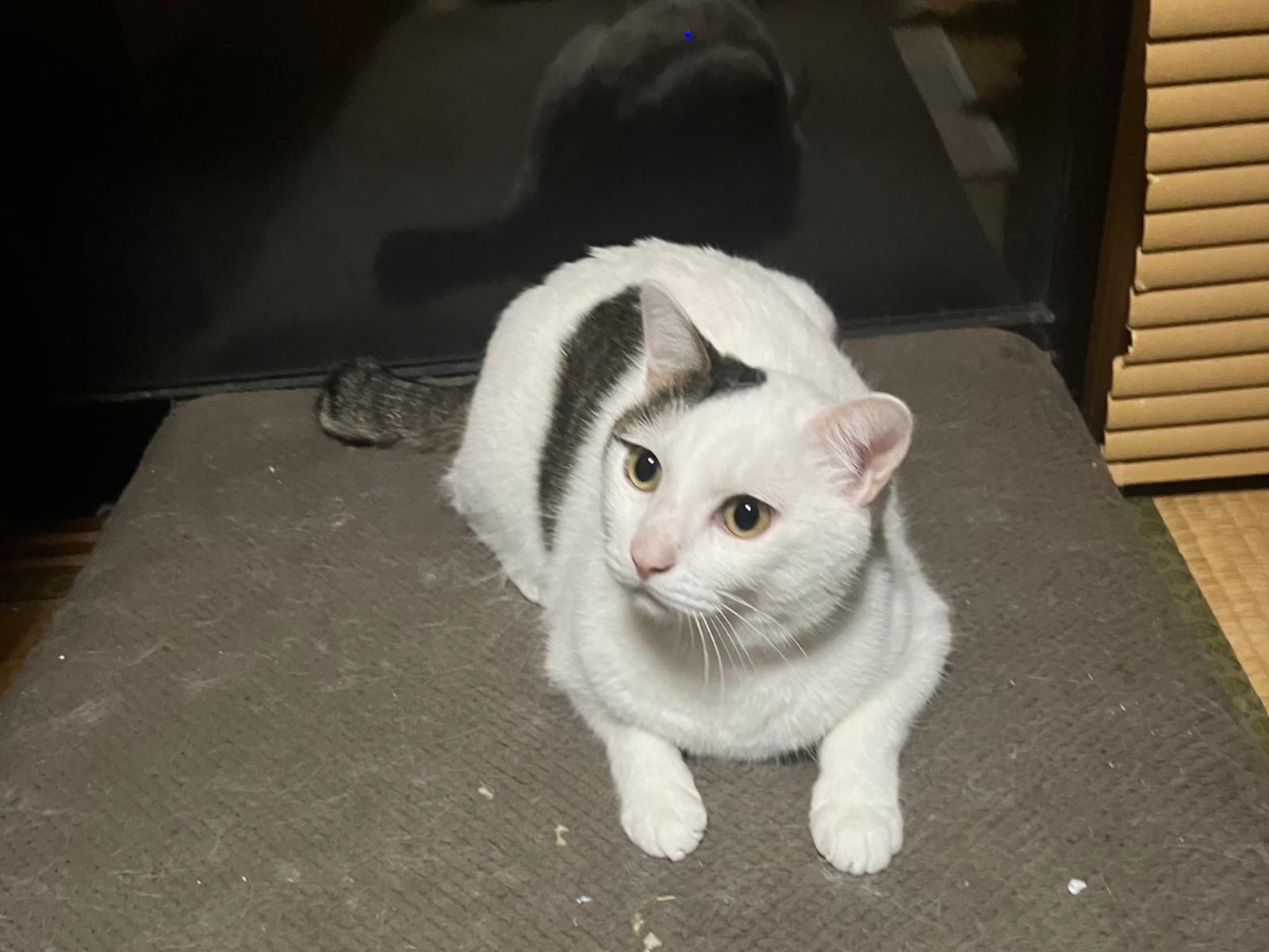 あおちゃん あおちゃん