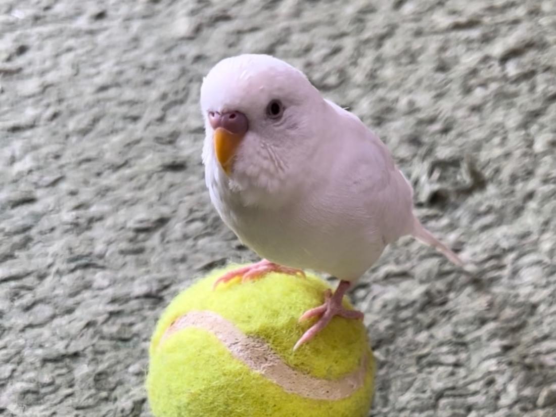 ぴーちゃん ぴーちゃん