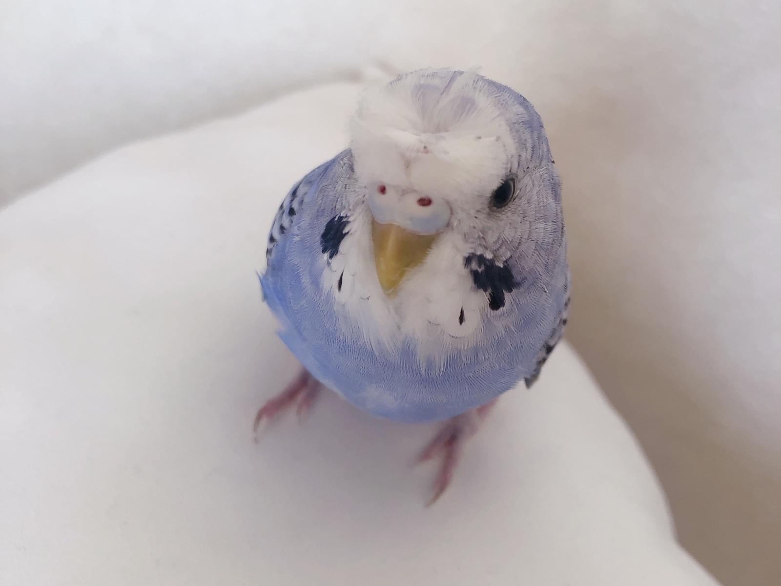 つむじちゃん つむじちゃん