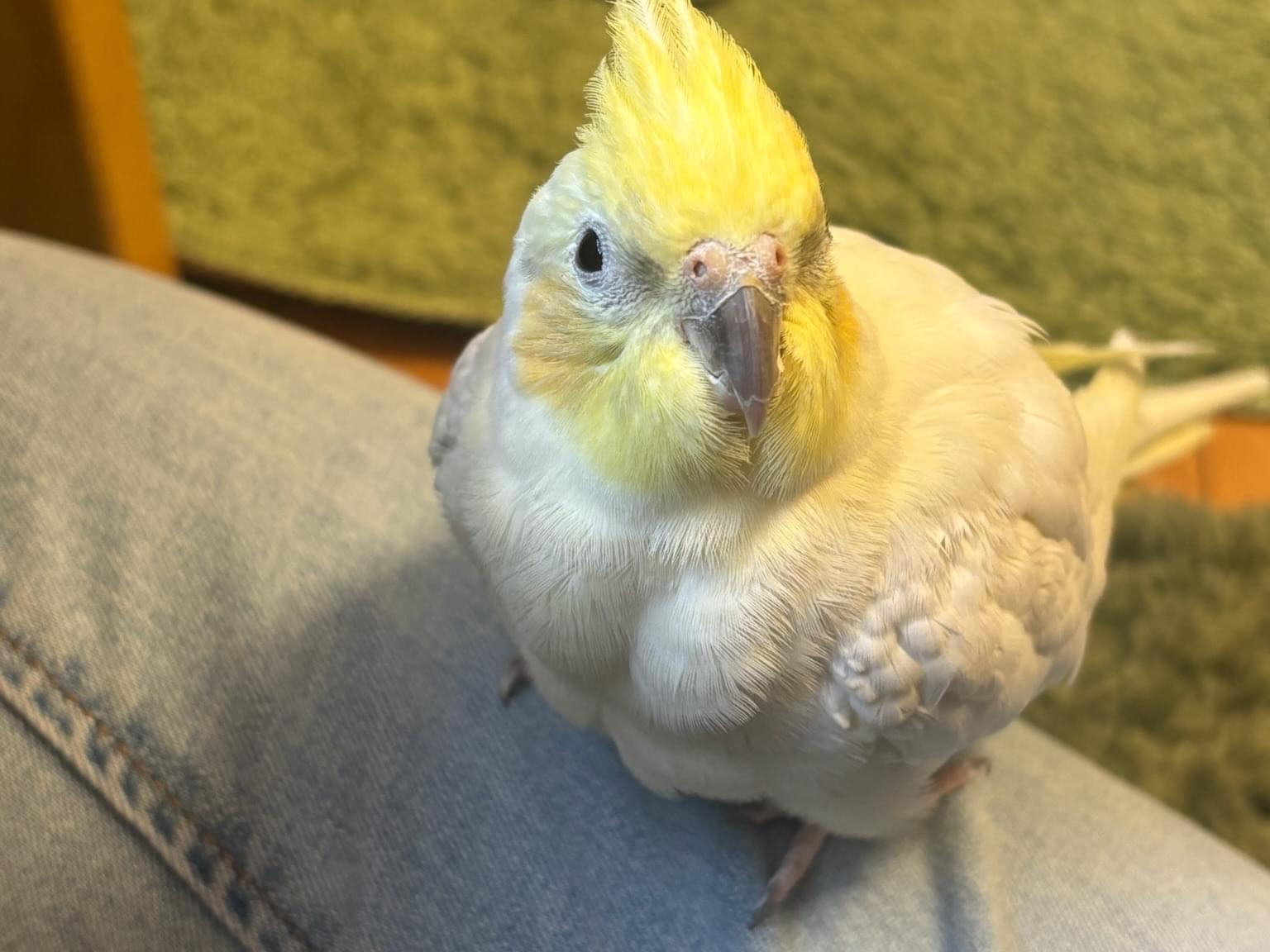 ゆずちゃん ゆずちゃん