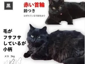 特徴的な鍵しっぽ。長毛の黒猫メスを探しています!【千葉県香取郡東庄町】