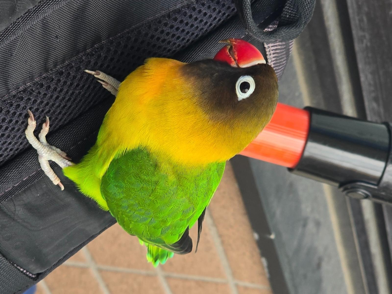 目撃された鳥 目撃された鳥