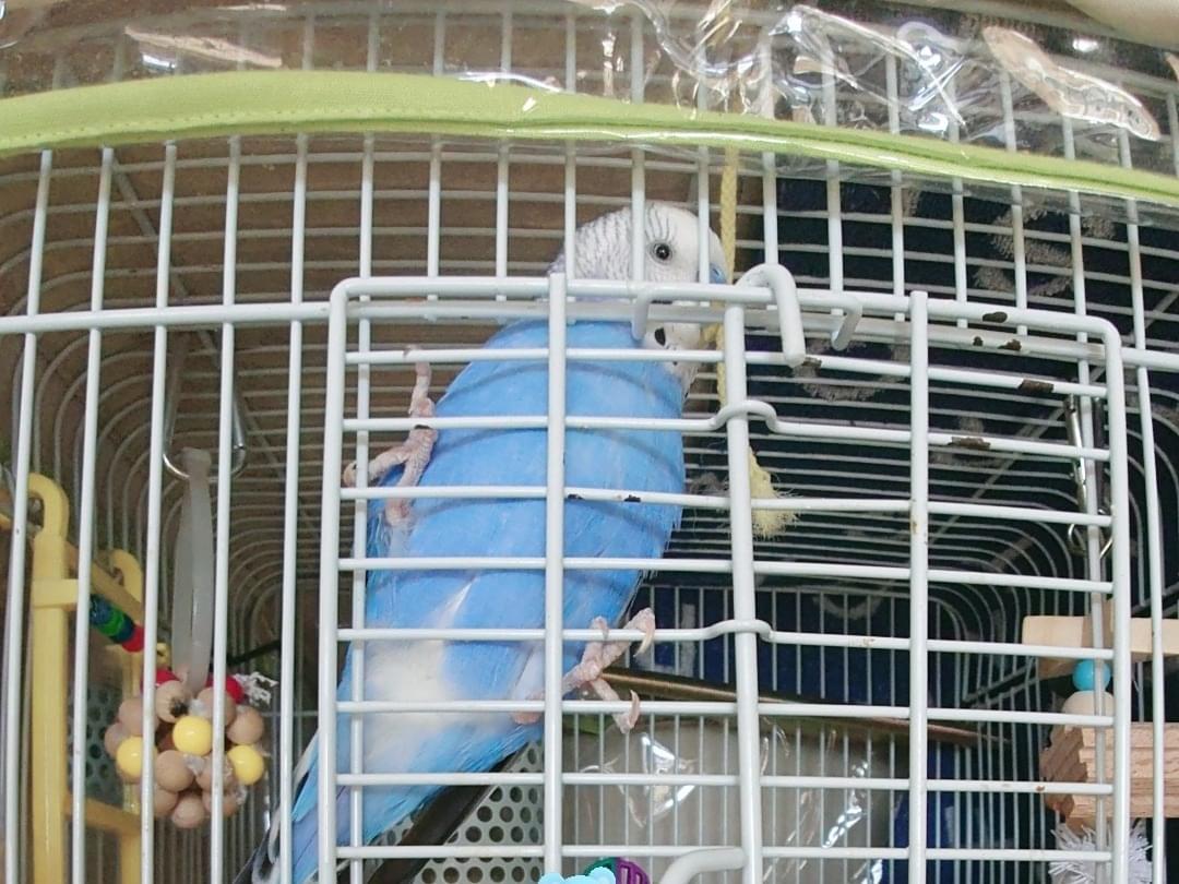 あおちゃん あおちゃん