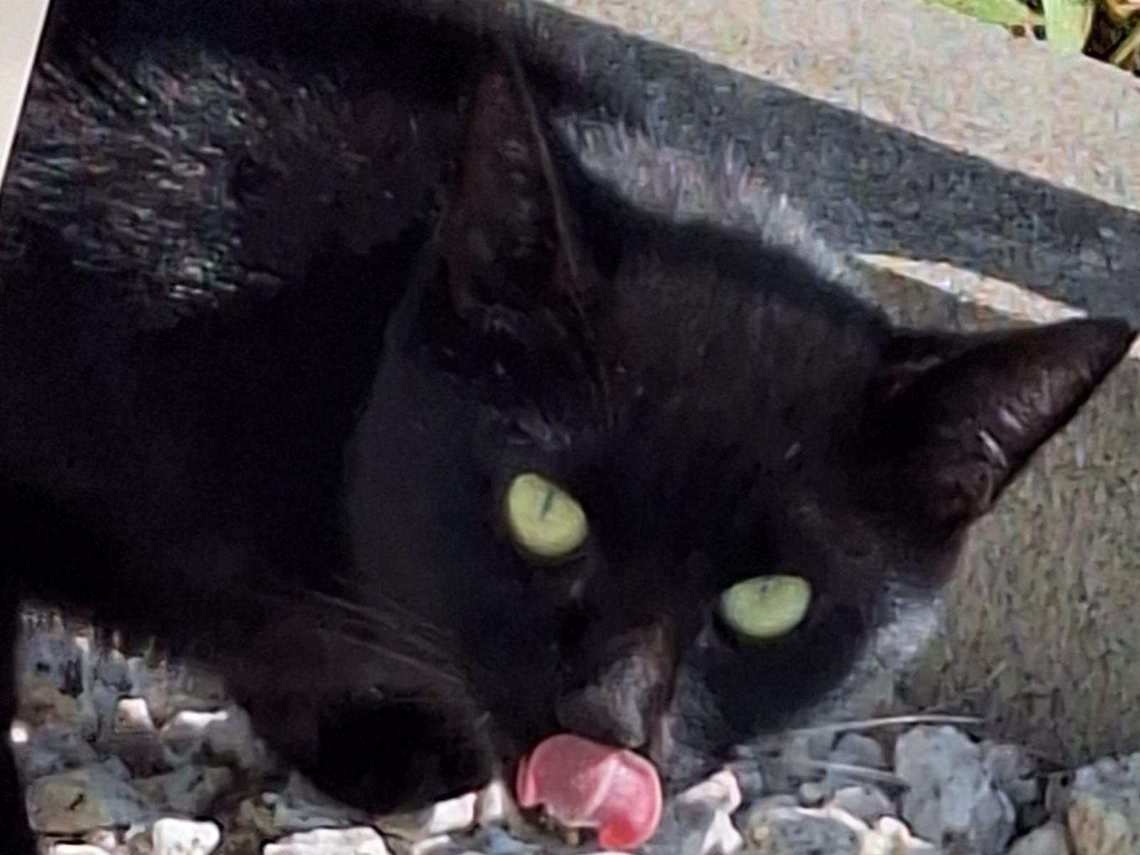 目撃された猫 目撃された猫