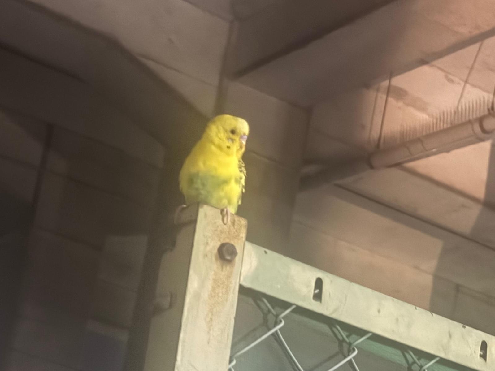 目撃された鳥 目撃された鳥