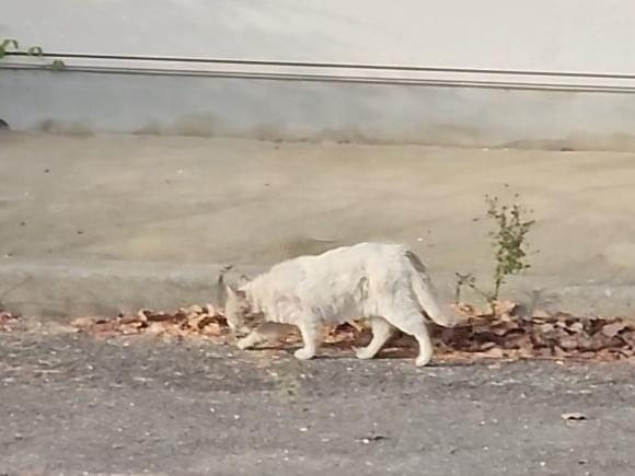 目撃された猫 目撃された猫