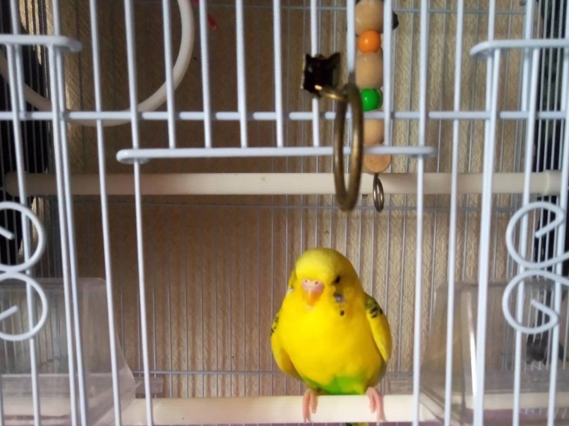 サンちゃん サンちゃん