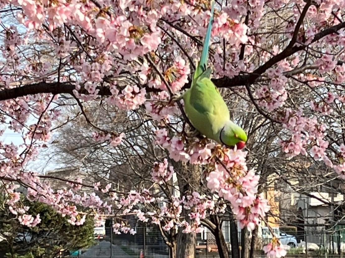 目撃された鳥 目撃された鳥