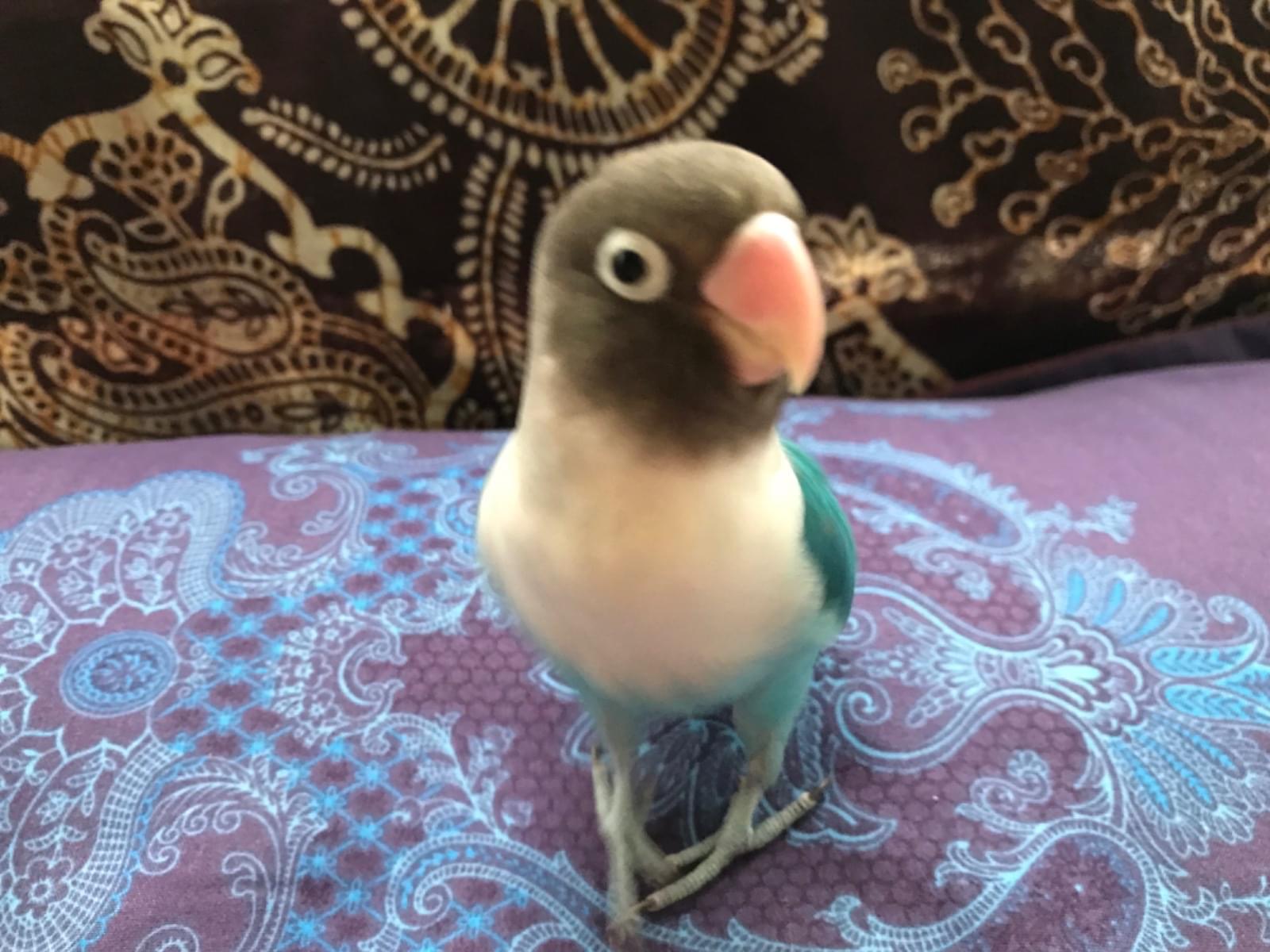 はなちゃん はなちゃん