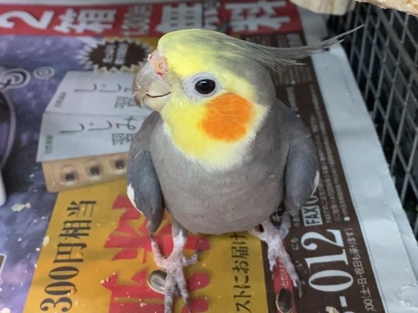 ぴーちゃん ぴーちゃん