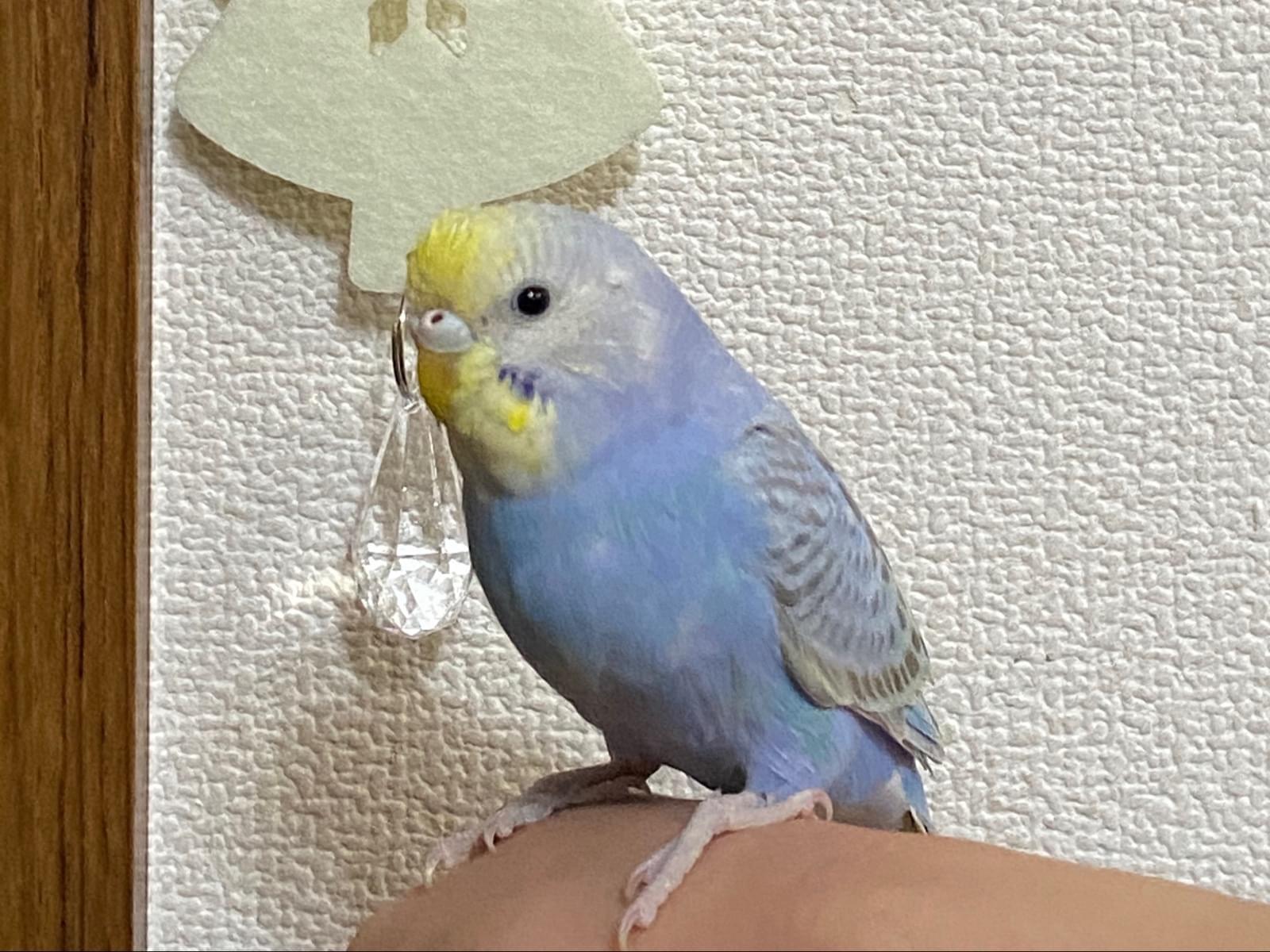 きゅうちゃん きゅうちゃん