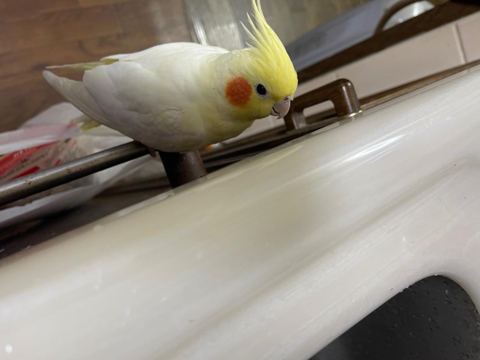 レグちゃん レグちゃん